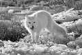 98 - arctic fox - KWAN PHILLIP - canada